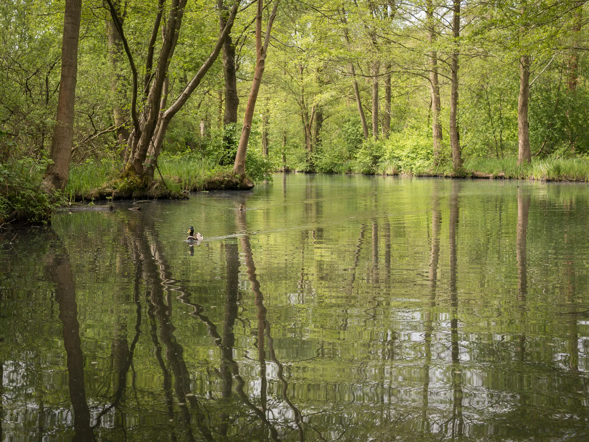 Entdecken Sie den Geheimnisvollen Spreewald